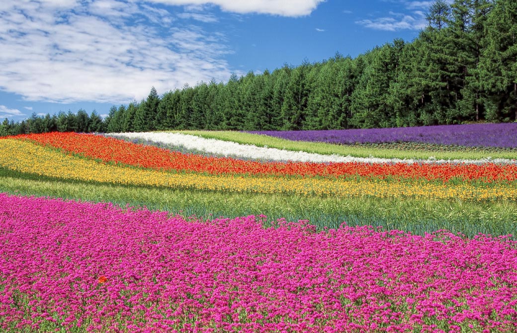 花苗