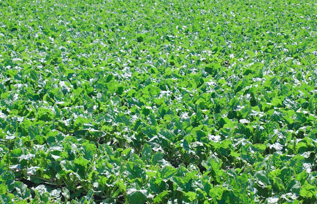 野菜