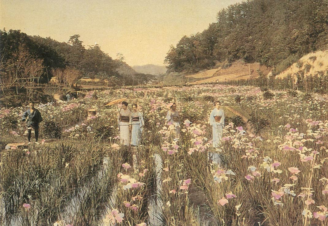 The Isogo Iris Garden