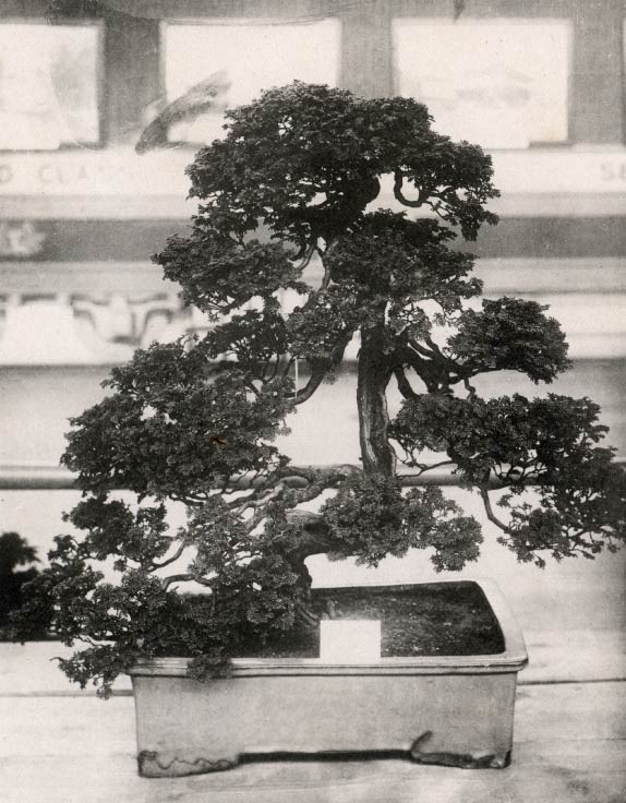 Japanese cypress(Chamaecyparis) bonsai at the Japan-British Exhibition