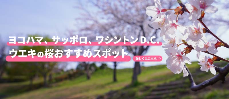 ヨコハマ、サッポロ、ワシントンD.C. ウエキの桜おすすめスポット