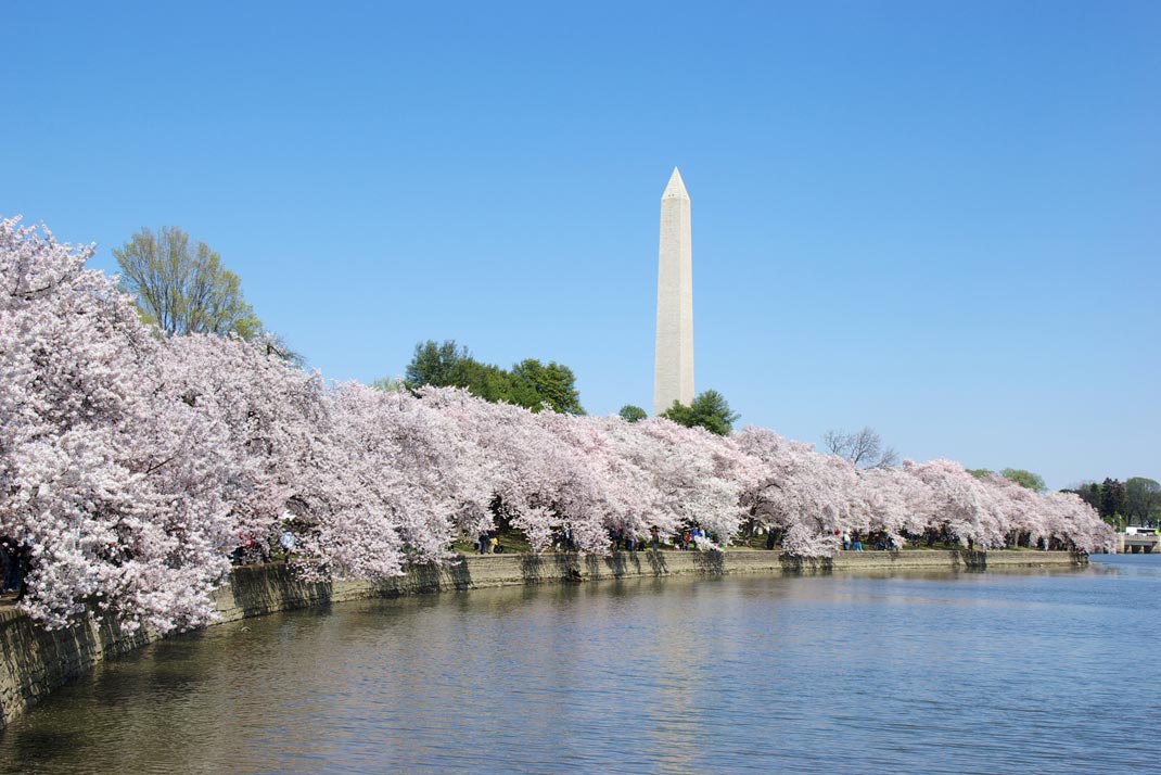 ワシントンD.C. ポトマック河畔の桜の写真