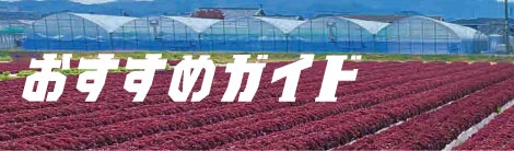 2025年秋まき野菜おすすめガイド