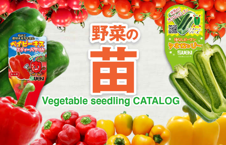 市場 たね 横浜植木 リーフレタス 晩抽サーフレッド