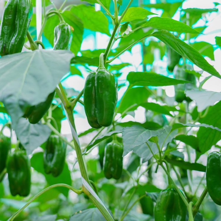 第4回 タネなし果実、果菜。