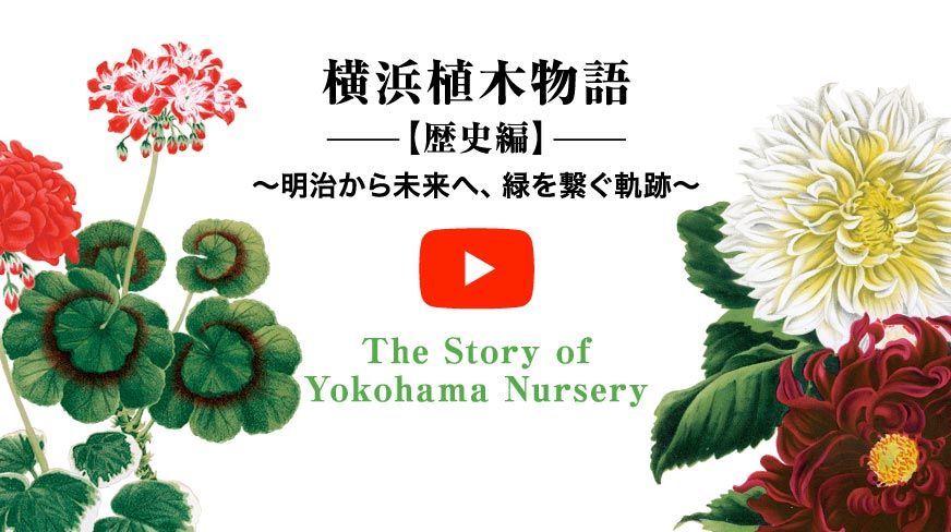 横浜植木物語横　【歴史編】〜明治から未来へ、緑を繋ぐ軌跡〜