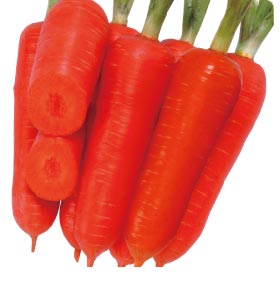 carrot