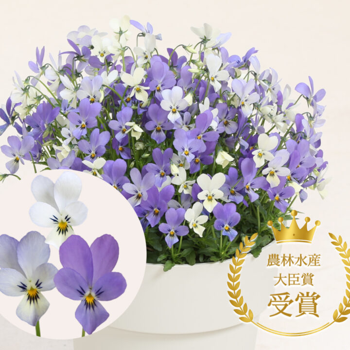 バニーセレスト&ホワイト