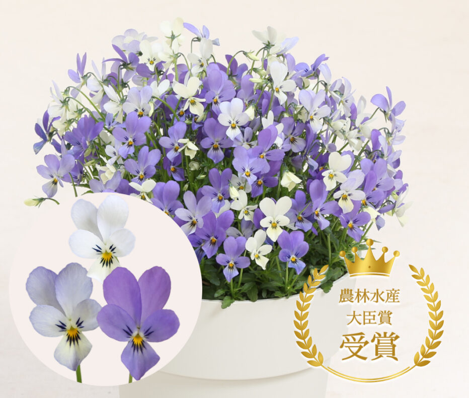 バニーセレスト&ホワイト