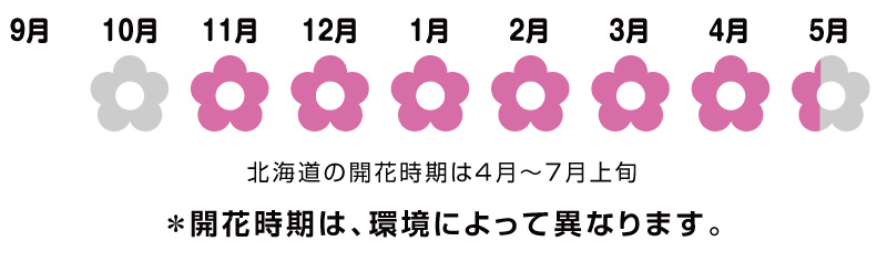 バニーセレスト＆ホワイト