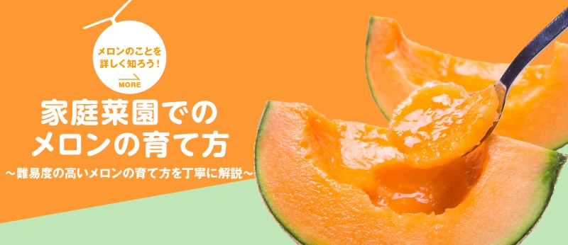 家庭菜園でのメロンの育て方
