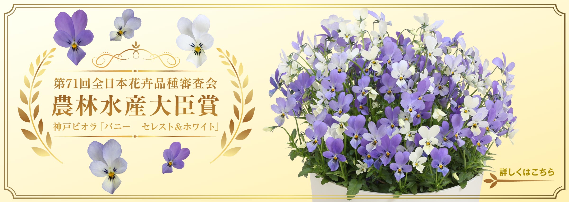 第71回全日本花卉品種審査会　農林水産大臣賞　神戸ビオラ「バニー　セレスト＆ホワイト」