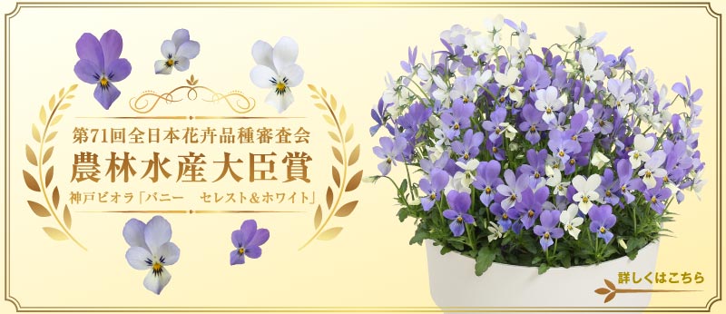 第71回全日本花卉品種審査会　農林水産大臣賞　神戸ビオラ「バニー　セレスト＆ホワイト」