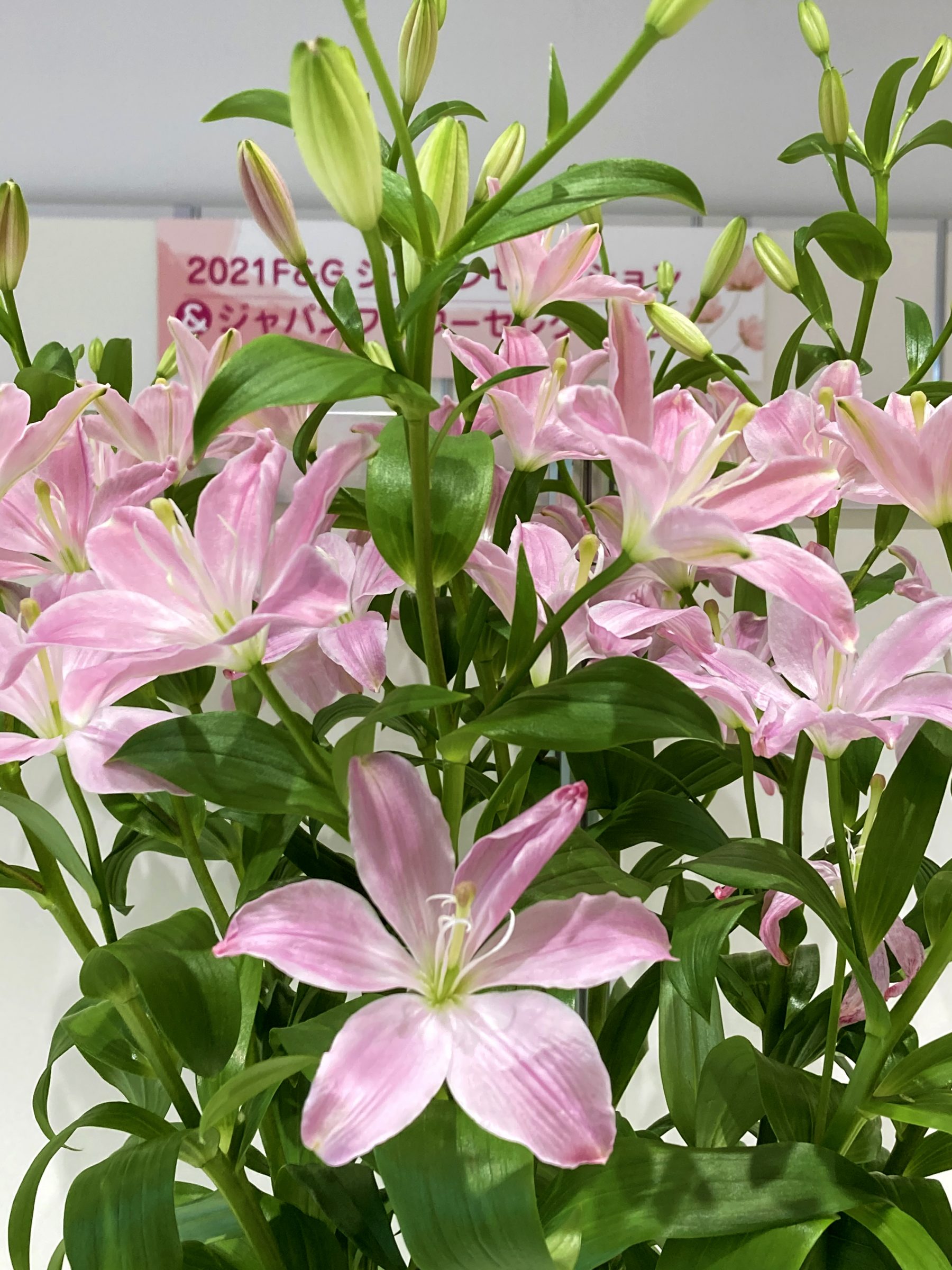 お花のある暮らし Vol.1「ピリカ」