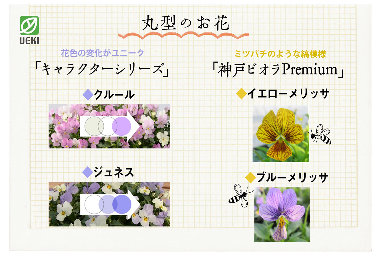 丸型のお花
キャラクターシリーズ
神戸ビオラPremium