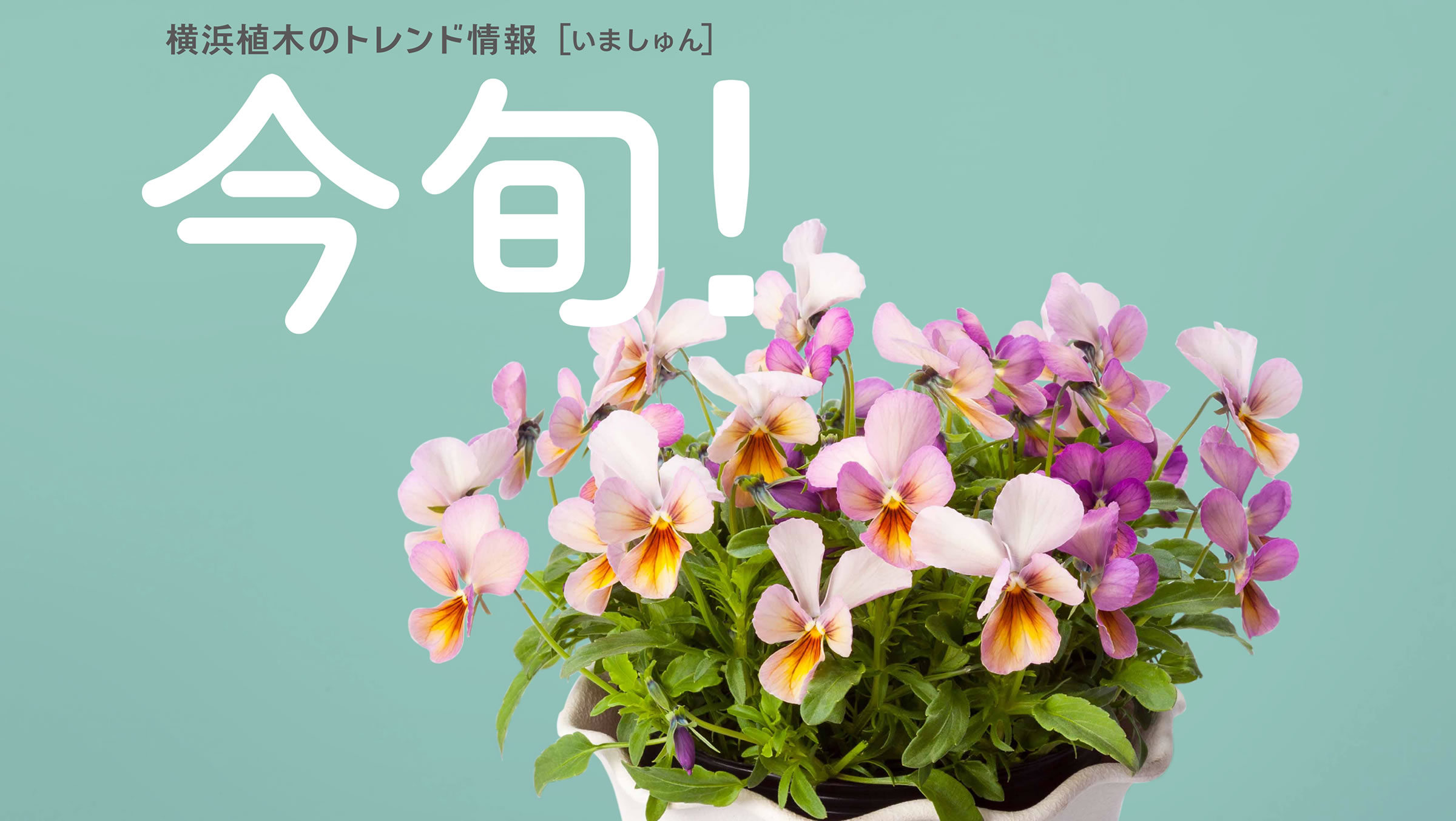 【今旬！No.3】うちのビオラが一番かわいい！ <br>とっておきの神戸ビオラ・ファミリーのご案内。