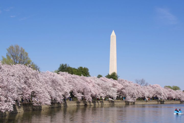 日米友好のために、海を渡った桜たち。