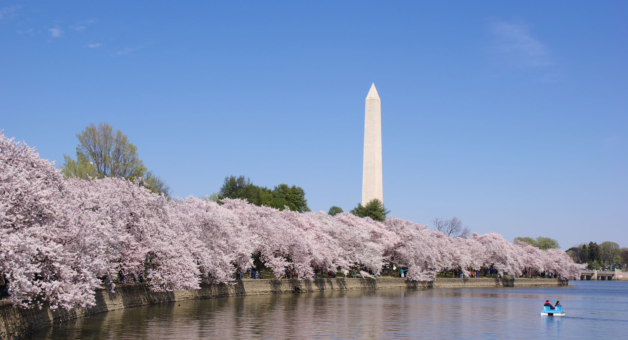 日米友好のために、海を渡った桜たち。