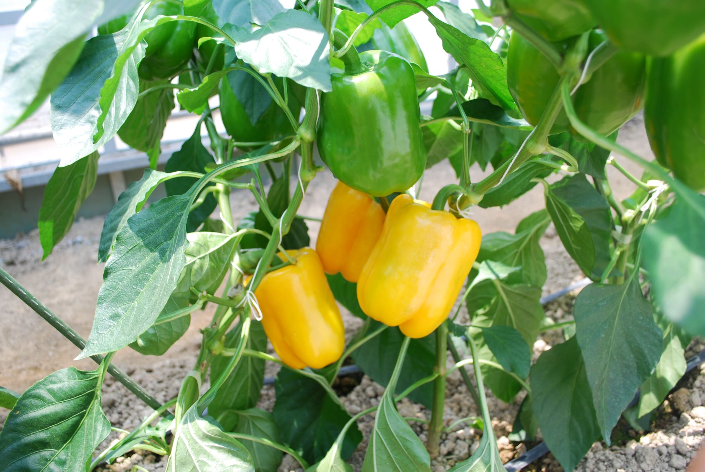 黄色のパプリカ