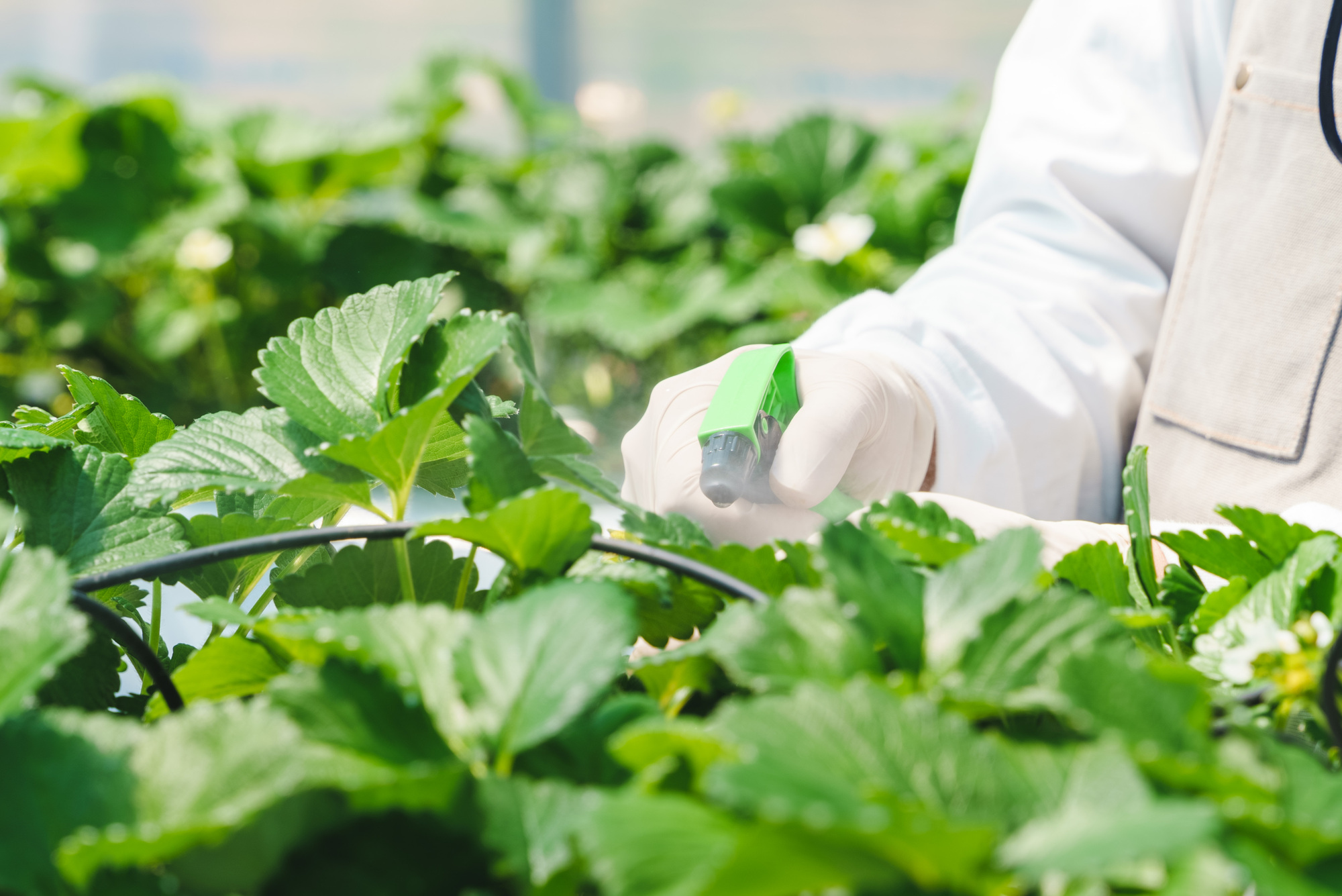 固形肥料と液体肥料の違いとは?成長に欠かせないカルシウムの作用も解説