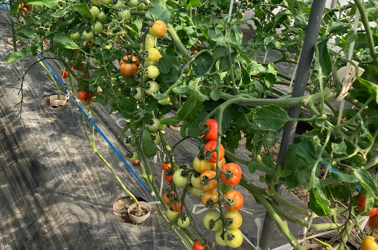 第11回 生分解バイオマス資材「バイオーレ」で未来の農業を支える