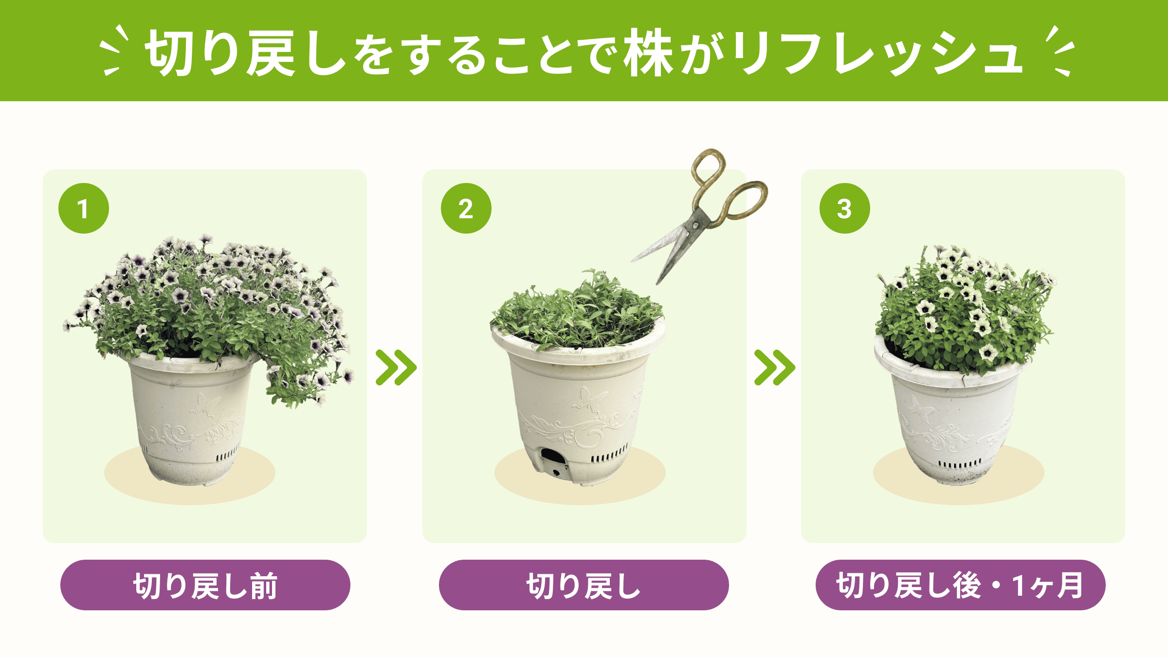 ペチュニアの切り戻しのやり方