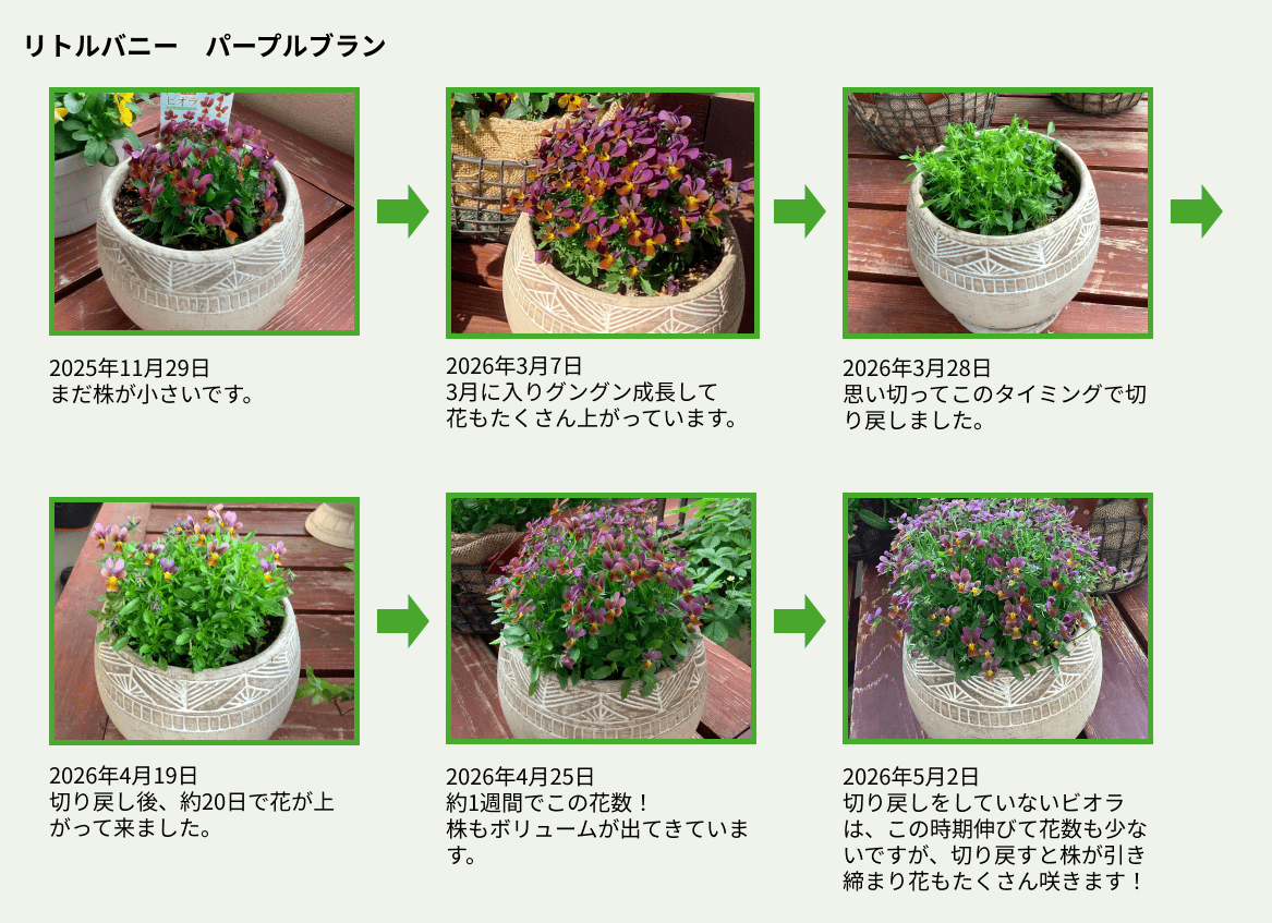 ビオラの切り戻し方法