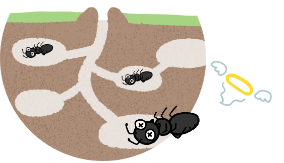 最後の1匹まで巣ごと全滅