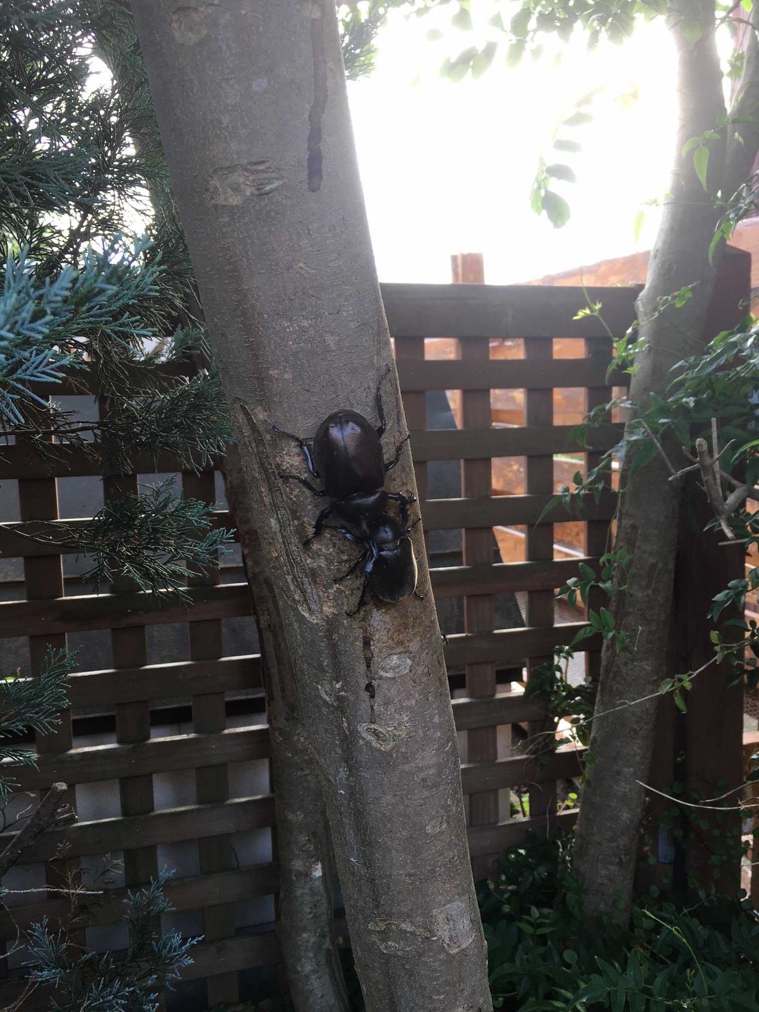 南本宿第三公園 豊かな自然と竹林 そして楽しい菜園 心なごむ憩いのパーク カブトムシ出現情報