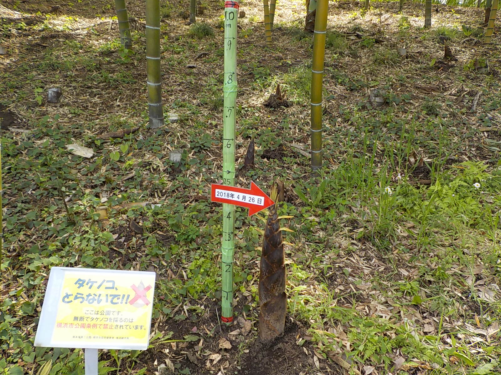南本宿第三公園 豊かな自然と竹林 そして楽しい菜園 心なごむ憩いのパーク 18 4月