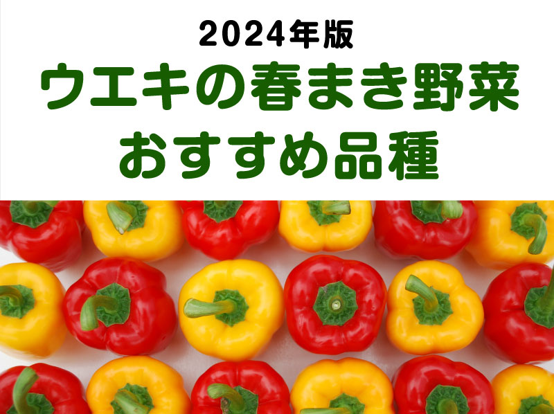 2024ウエキの春まき野菜おすすめ品種