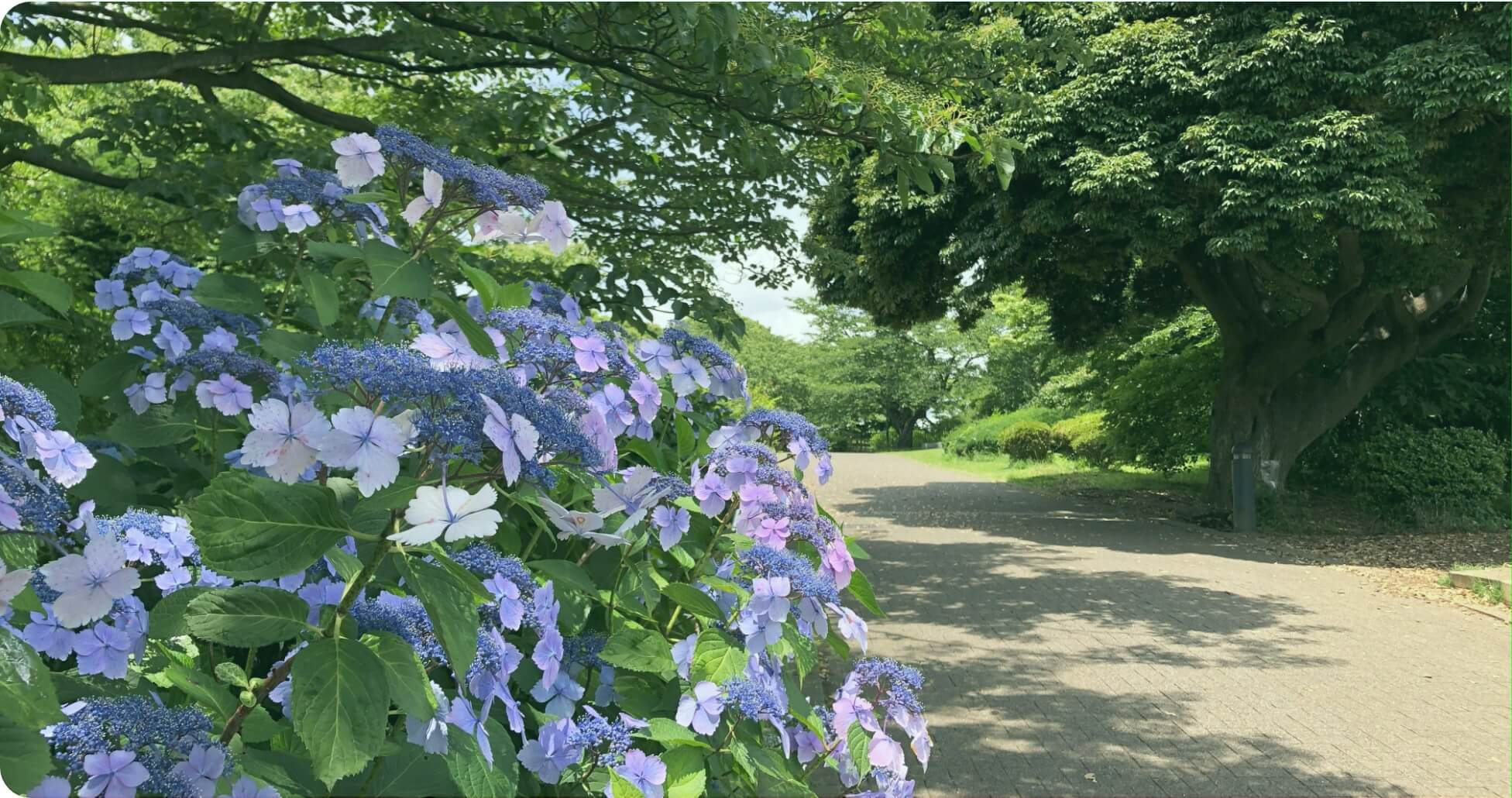 横浜植木