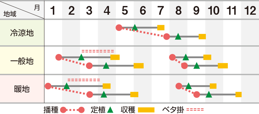 晩抽サーフレッド