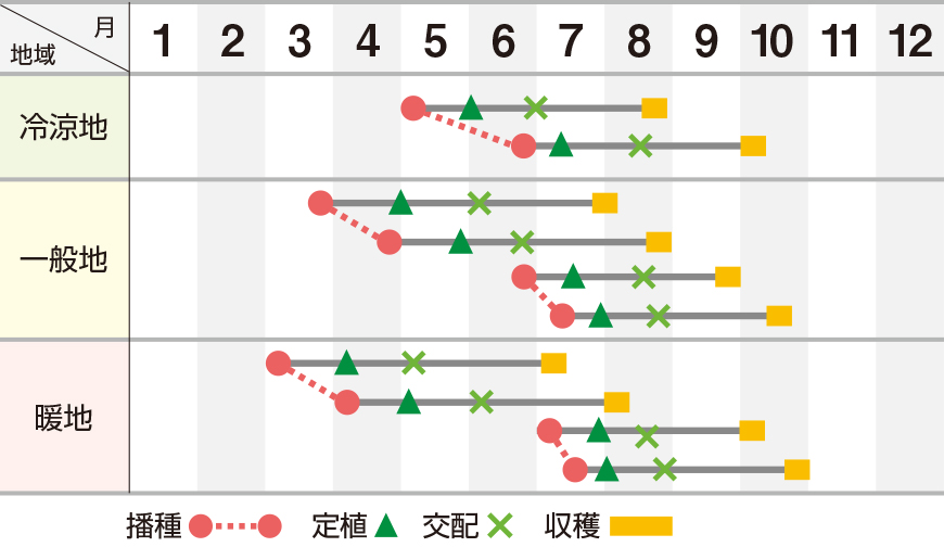 雅夏系２号