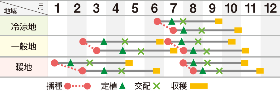 ソナタ春秋系（ＵＡ‐３１３）