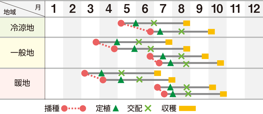 ソナタ夏系２号（ＵＡ－２０８）