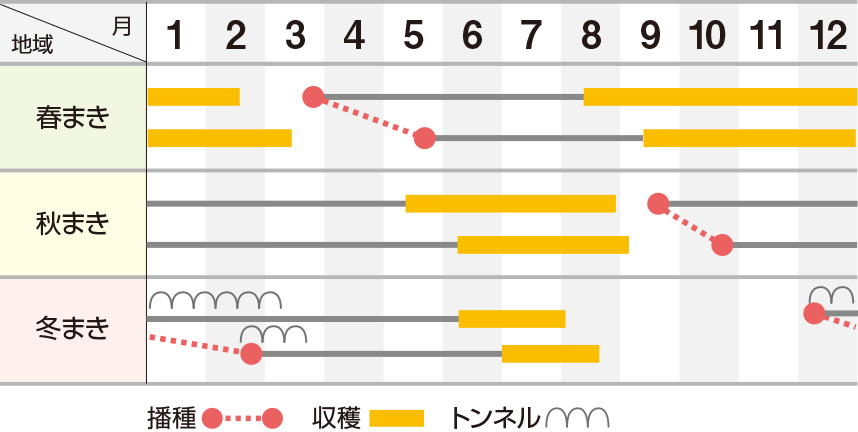 白肌中早生