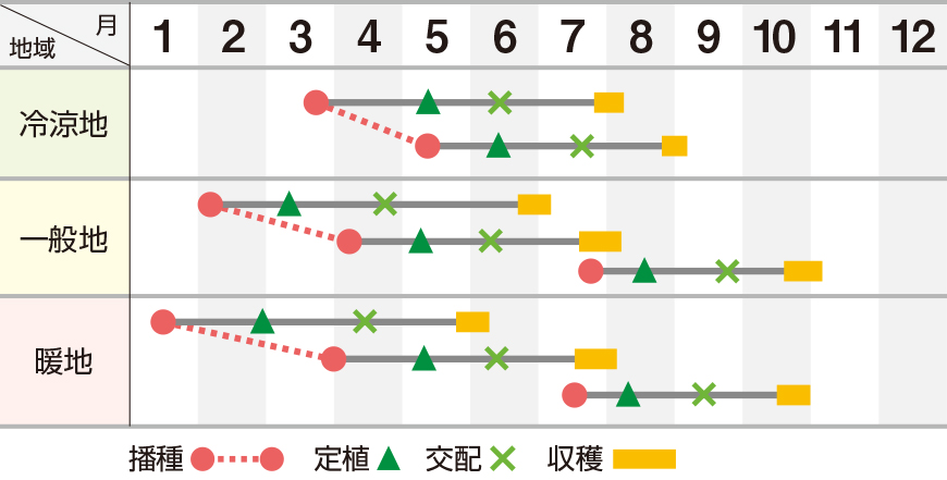 サンデーレッド