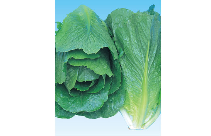 レタス一覧｜生産者・販売店様向け商品 - 野菜 | 横浜植木