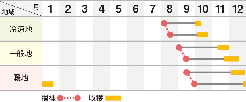 直虎（なおとら）【新商品】