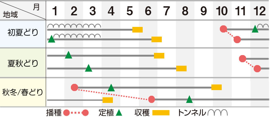 龍みのり【新商品】