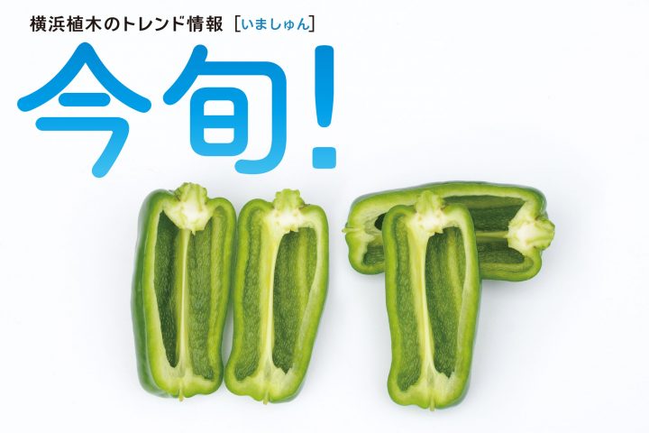 【今旬！】タネなっぴーを育ててみよう！（2026.4～5 ポット苗取扱店掲載中）