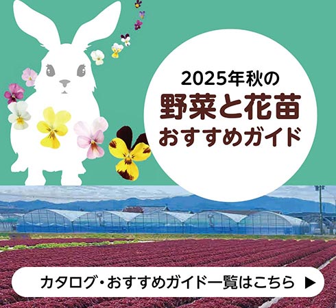 2025年秋の野菜と花苗おすすめガイド