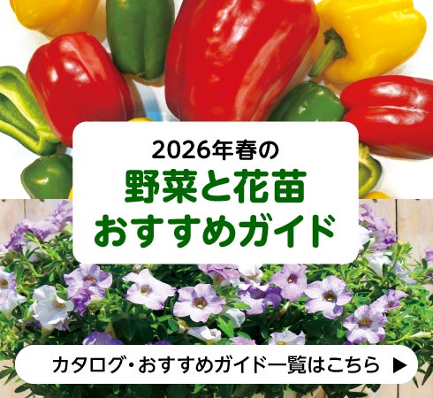 2026年春の野菜と花苗おすすめガイド