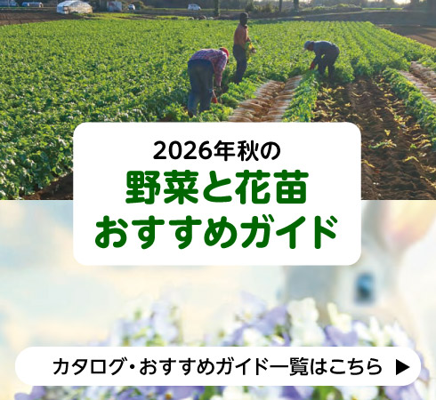 2026年秋の野菜と花苗おすすめガイド
