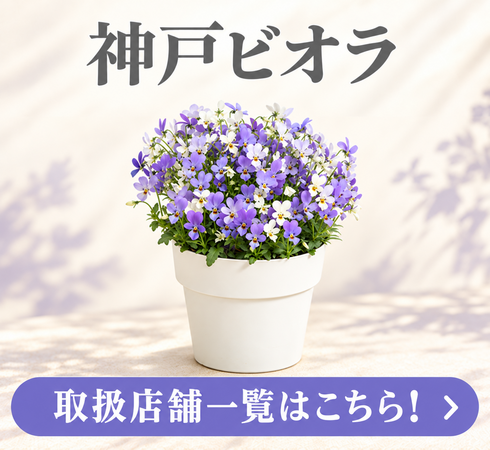 神戸ビオラ取扱店舗一覧(2026年10月)はこちら